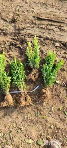 高度35厘米瓜子黄杨