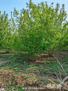 高度350厘米丛生茶条槭