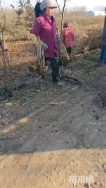 高度70厘米连翘