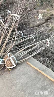 高度200厘米紫荆