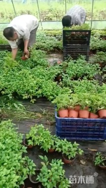 高度20厘米火焰南天竹