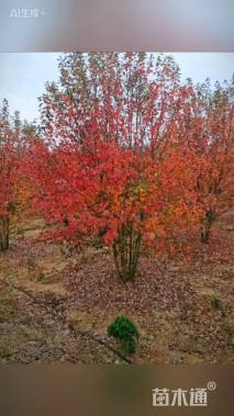 高度550厘米丛生美国红枫