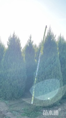 高度300厘米桧柏