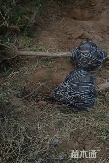 高度200厘米黑松