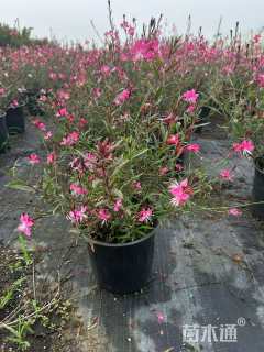 高度30厘米千鸟花