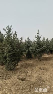 高度300厘米云杉