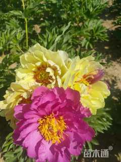 高度40厘米芍药