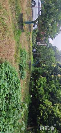 15公分红果冬青