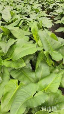 高度60厘米马蹄莲