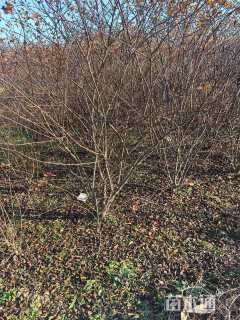 高度150厘米水栒子