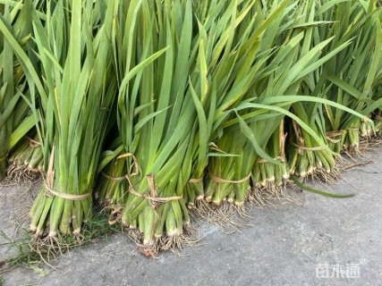 高度15厘米水生鸢尾