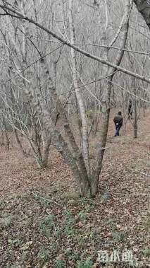 高度200厘米丛生元宝枫