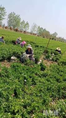 高度50厘米卫矛小苗