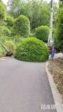 12公分高杆桂花