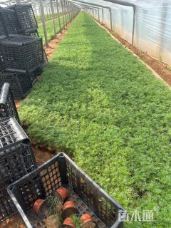 高度20厘米波斯菊