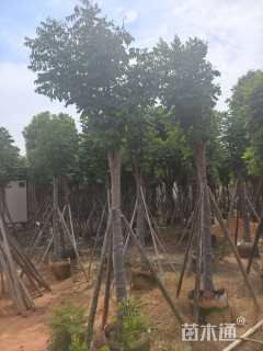 12公分复羽叶栾树