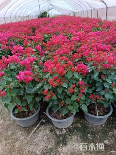 高度40厘米红花勒杜鹃