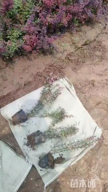 高度20厘米紫叶小檗