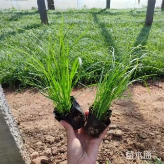 高度30厘米青绿苔草