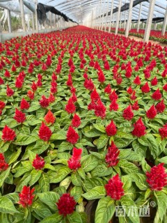 高度20厘米一支笔