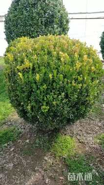 冠幅120厘米朝鲜黄杨球