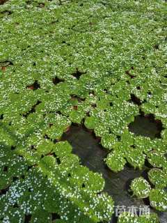 高度5厘米半边莲