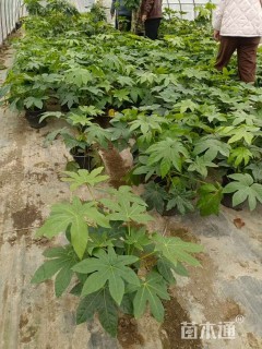 高度30厘米八角金盘