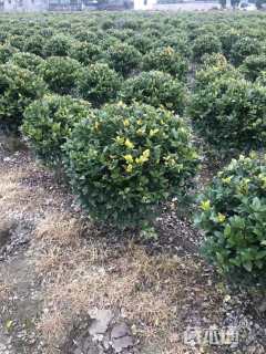 冠幅100厘米金森女贞球