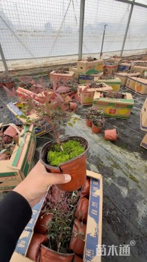 高度20厘米火焰南天竹