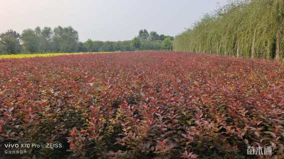 高度70厘米密枝红叶李