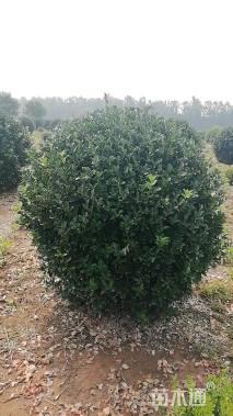 冠幅200厘米大叶黄杨球