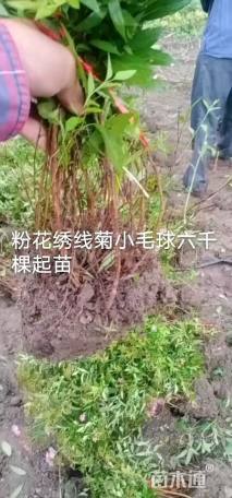 高度60厘米绣线菊