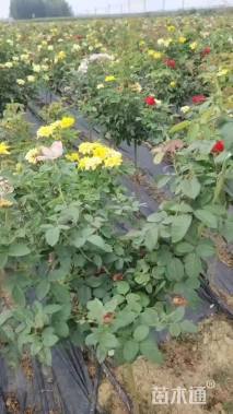 高度100厘米月季