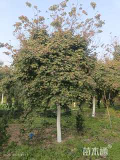 10公分日本红枫