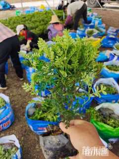 高度28厘米胡椒木