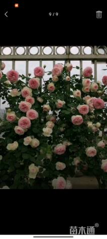 100厘米藤本月季