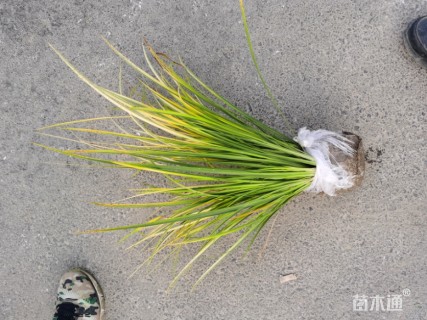 高度30厘米金叶石菖蒲