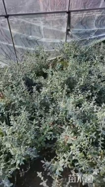 高度30厘米水果兰