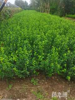 冠幅50厘米卫矛球