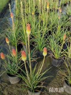 高度35厘米火炬花