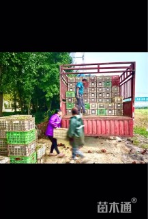 高度15厘米麦冬