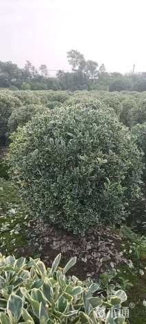 冠幅120厘米金边黄杨球