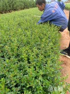 高度35厘米火棘