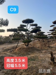 0.8公分造型赤松