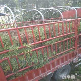 高度20厘米云杉小苗