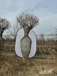 高度200厘米蜡梅