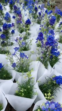 高度20厘米飞燕草