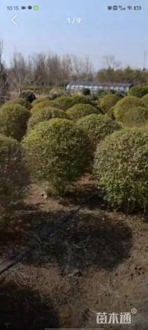 高度70厘米水蜡球