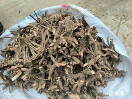 高度80厘米芍药