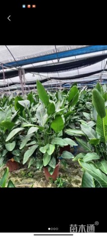 高度20厘米天堂鸟